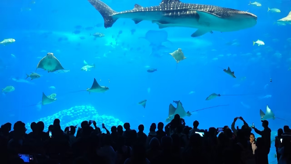 《航拍山海》珠海长隆鲸鲨