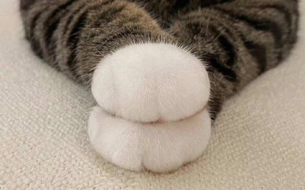 可爱的小猫图片爪子图片