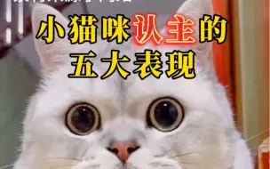 Download Video: 小猫咪认主的五大表现，你家猫中了几个呢？