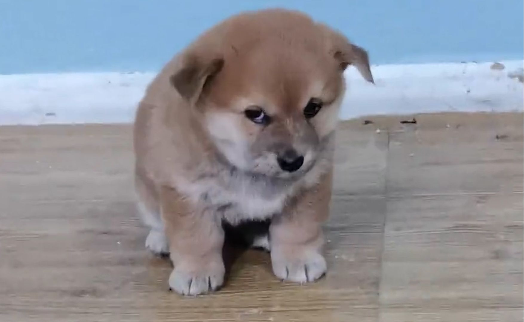 "小土狗就是最可爱的!