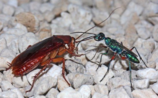 寄生蜂如何寄生在蟑螂身上