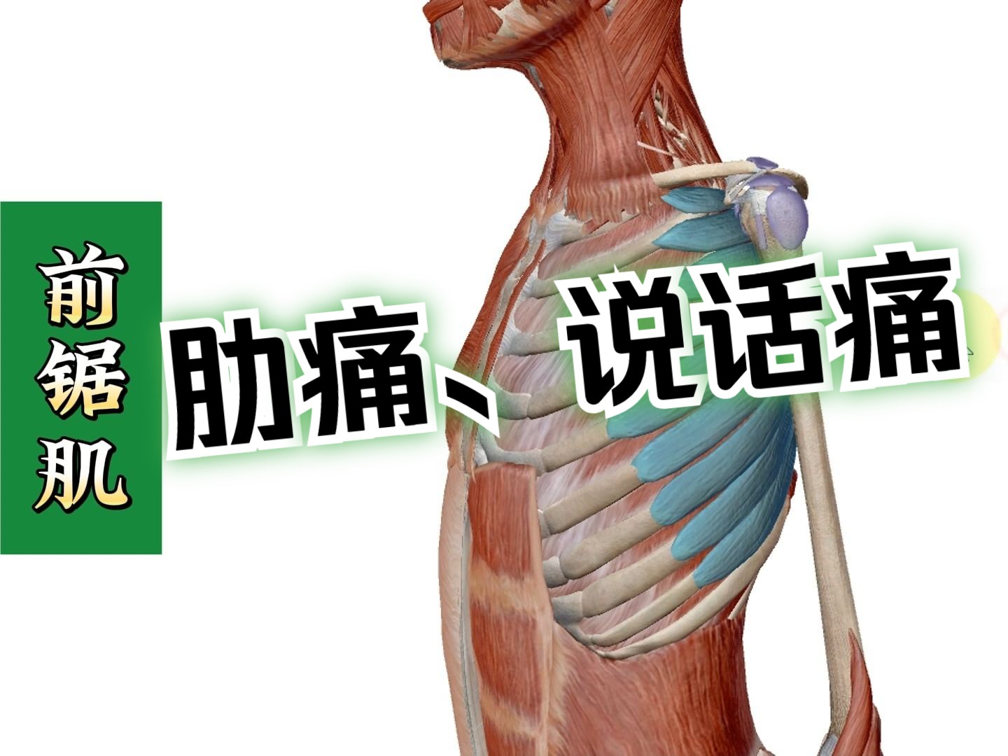 【前锯肌】3d解剖——肋骨痛,说话不能一口气讲完!