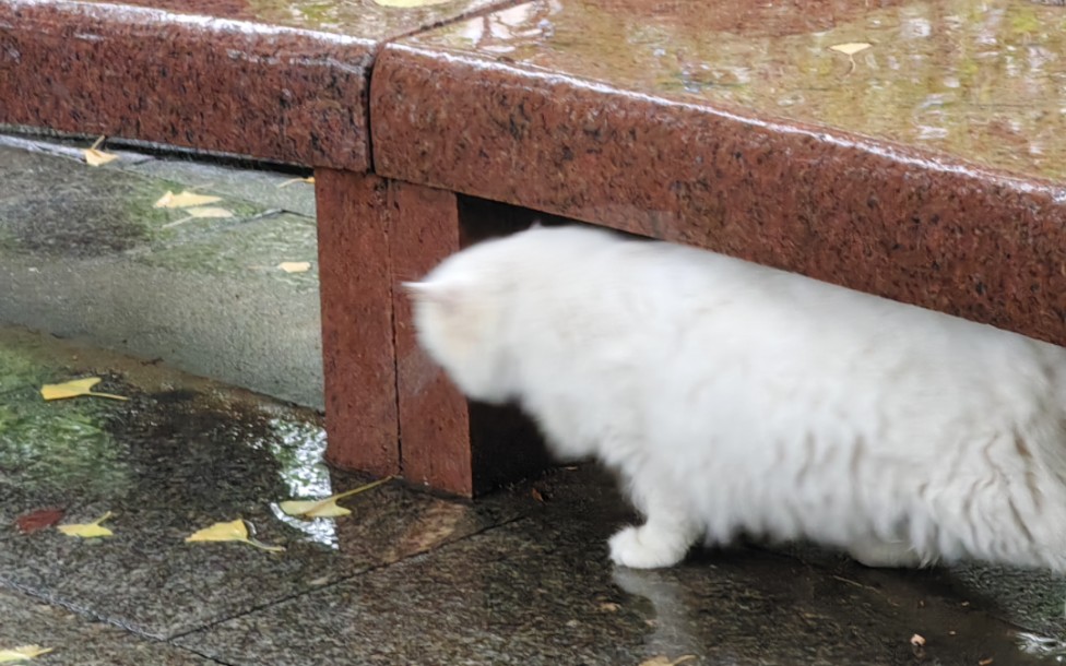 笨蛋猫咪躲雨