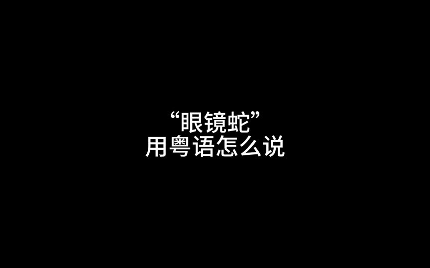 “眼镜蛇”用粤语怎么说?哔哩哔哩bilibili