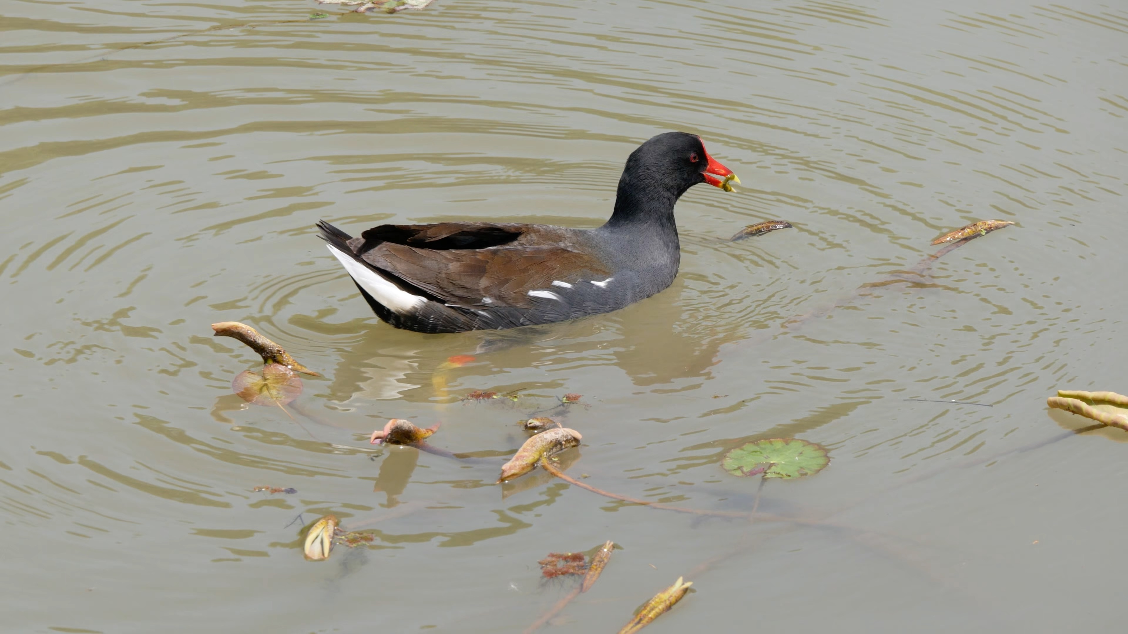 武汉植物园 笨笨的黑水鸭