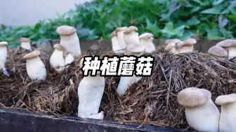 Descargar video: 自己在家种蘑菇，简简单单