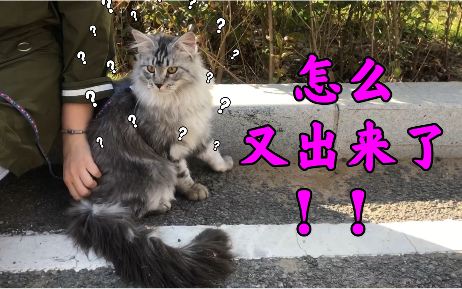 缅因猫leon外出2,leon第一次看到风车.