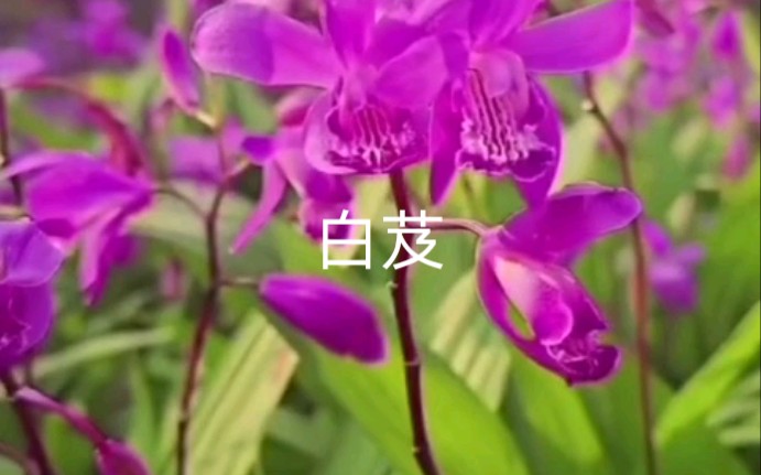 白芨何受宠,秀丽显端庄.哔哩哔哩bilibili