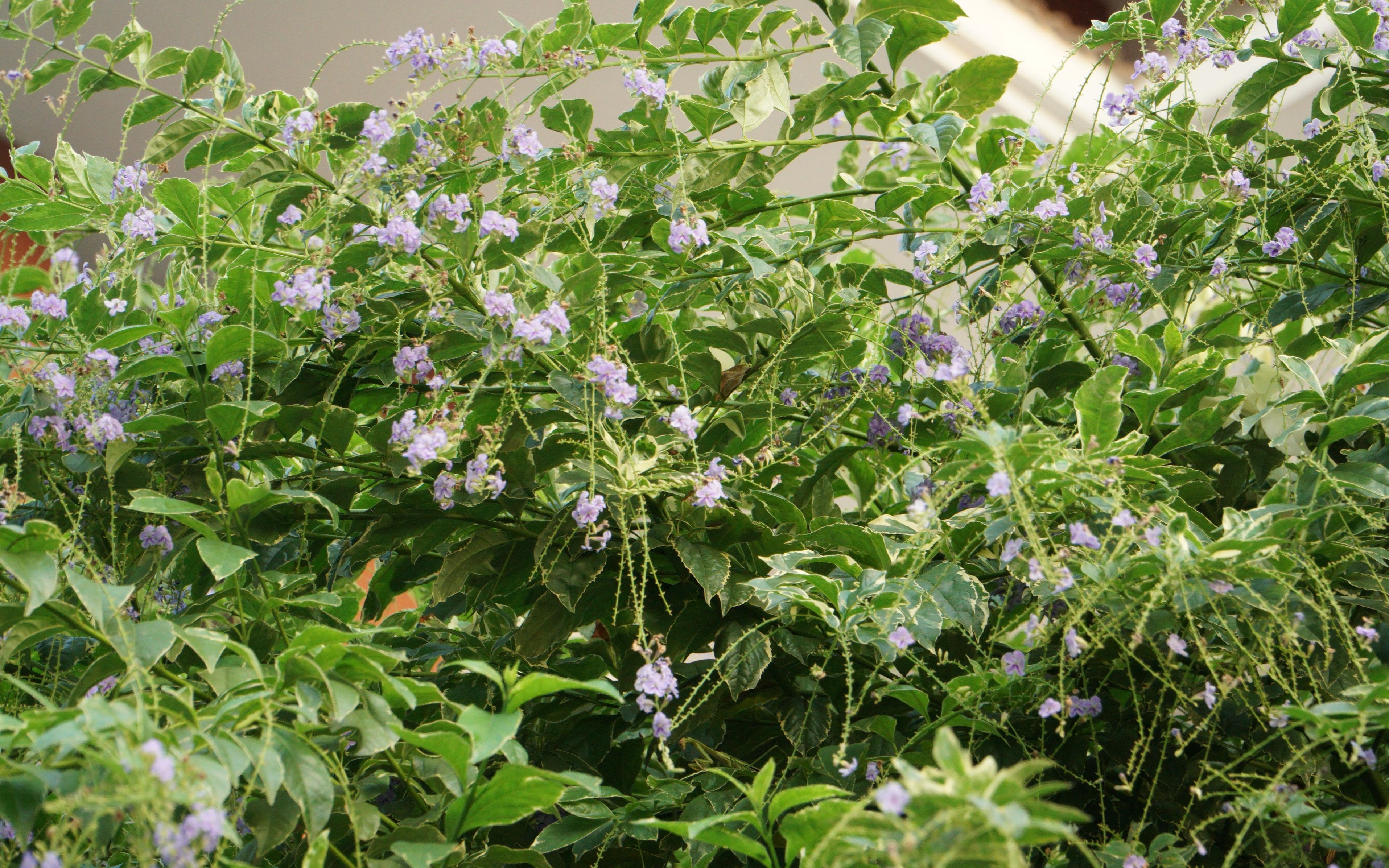 南方常见绿化植物,绿叶花边,花蓝色长得很茂盛—花叶连翘(马鞭草科)哔哩哔哩bilibili