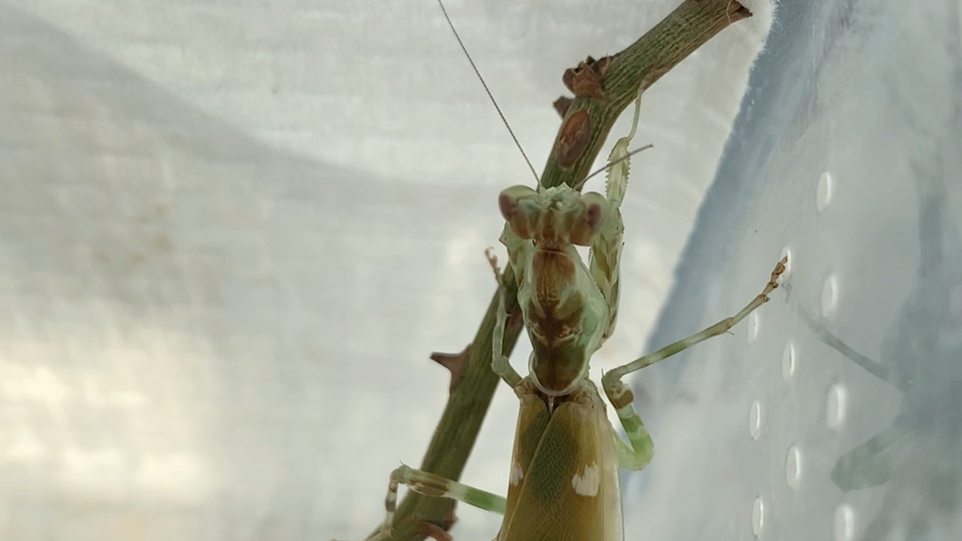眼斑螳螂冬日羽化