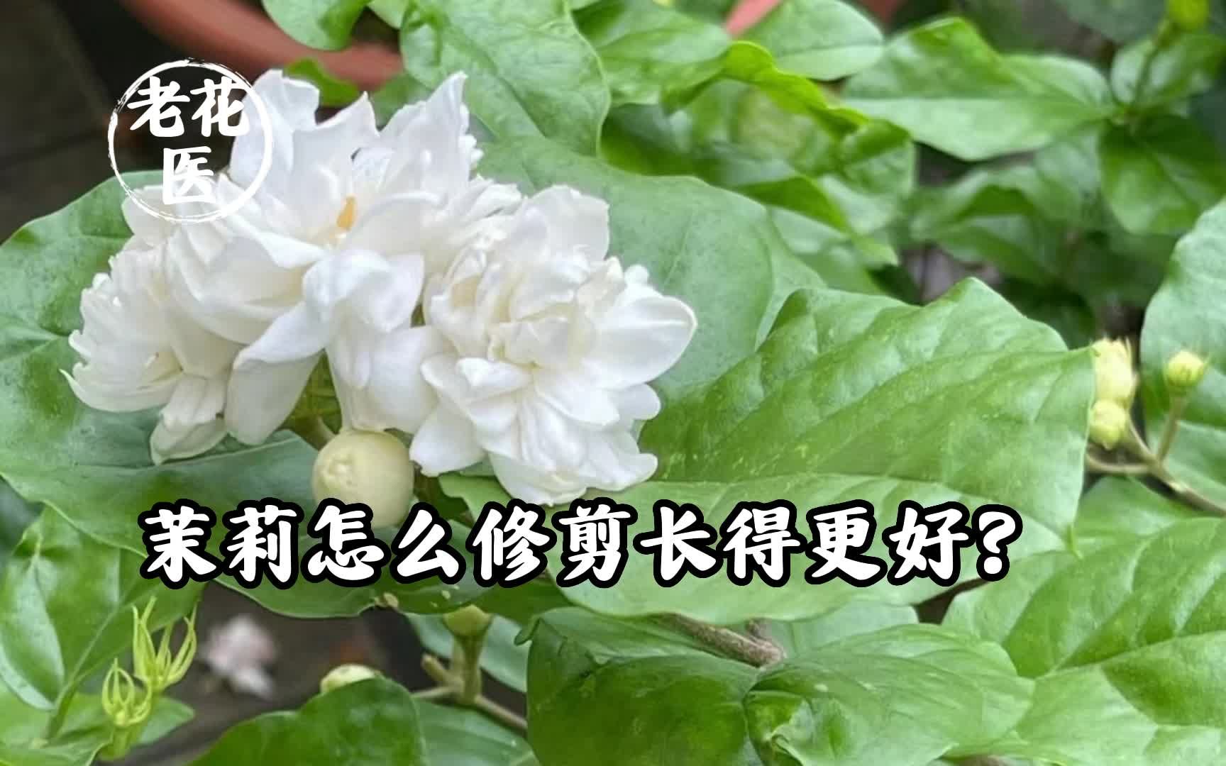 茉莉怎么修剪长得更好?哔哩哔哩bilibili