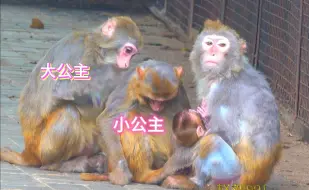 Download Video: 龙二生来天生丽质人见人爱 ，被偷猴贼惦记上了，猴妈猴哥轮换看护