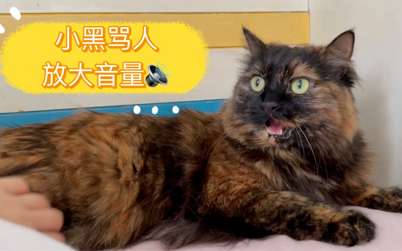 可爱玳瑁小猫在线骂人