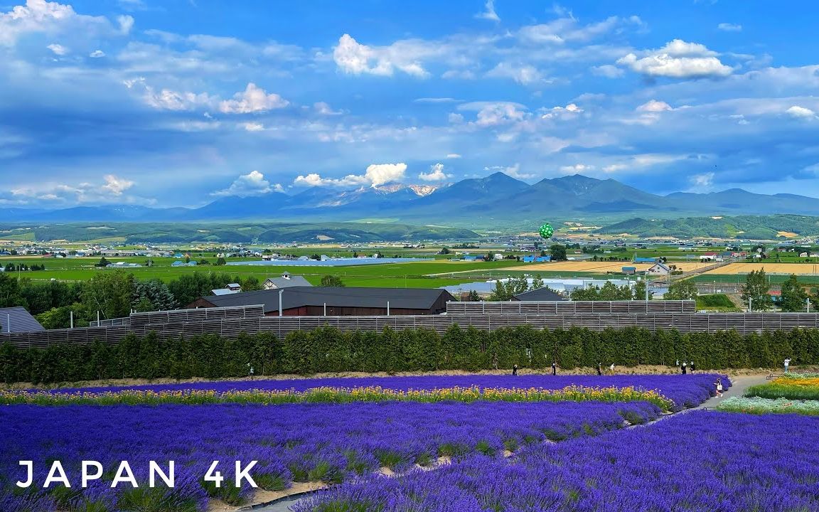 [图]【4K漫步北海道】漫天花海-富良野富田农场漫步