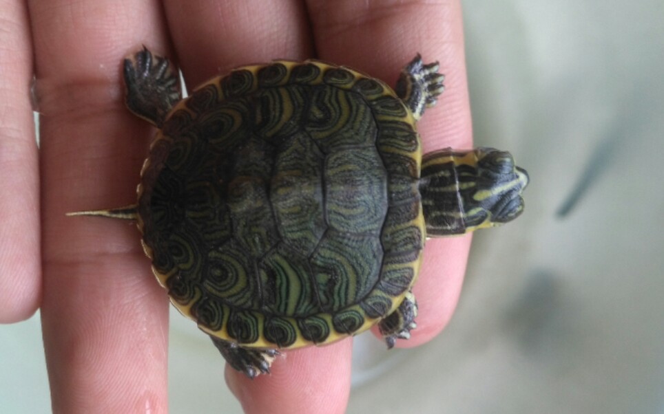 黄耳龟开箱一只黄耳