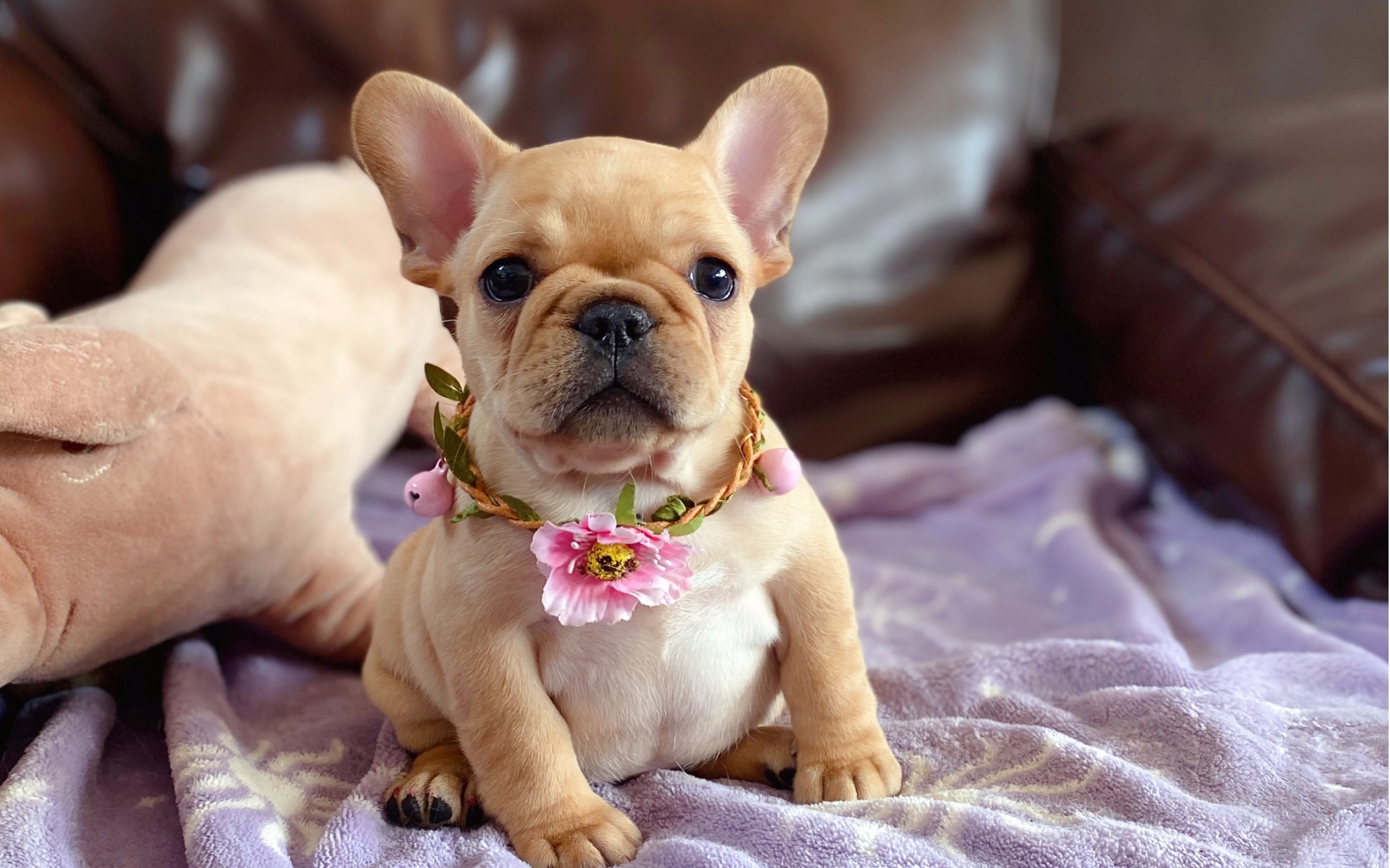 【法国斗牛犬】菠萝和米亚的宝宝,深奶油(驼色)小妹妹51日龄～_哔哩