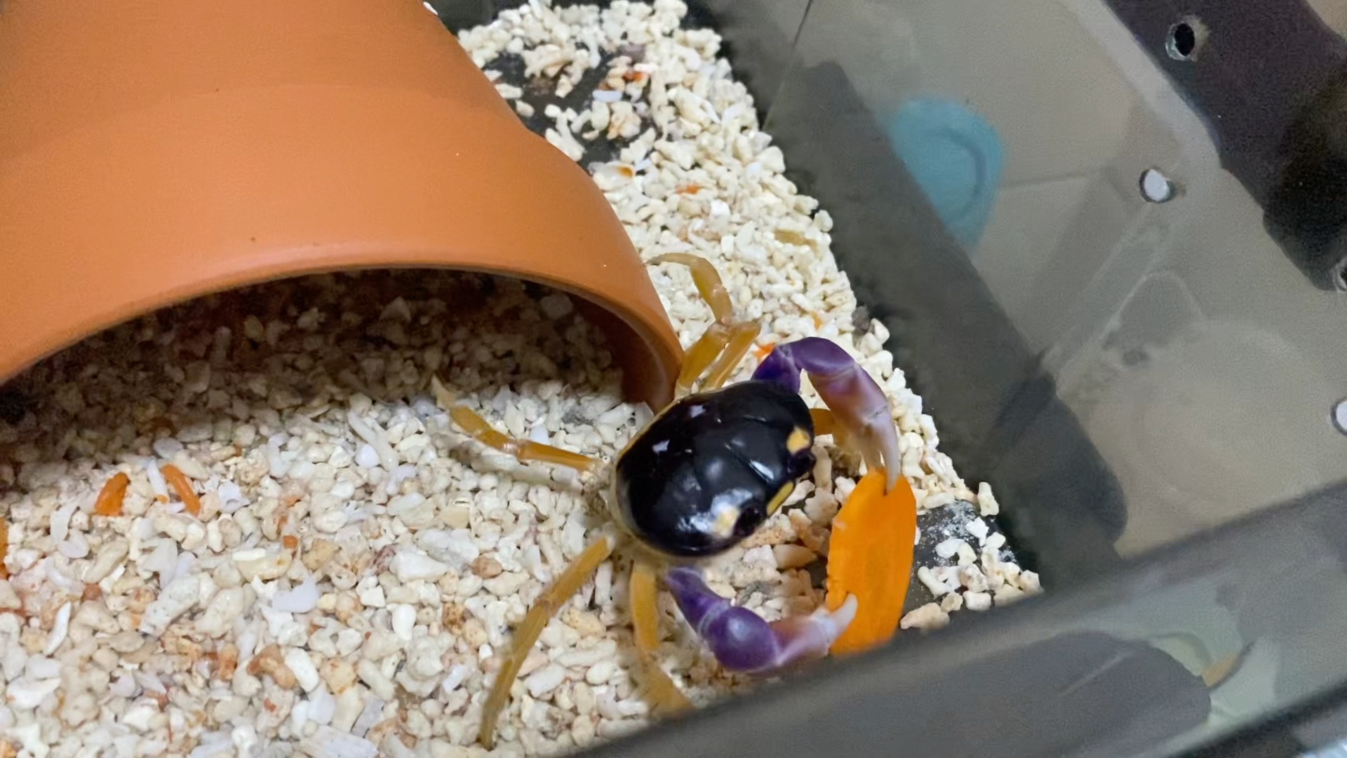 方形地蟹晚上出来觅食_哔哩哔哩_bilibili