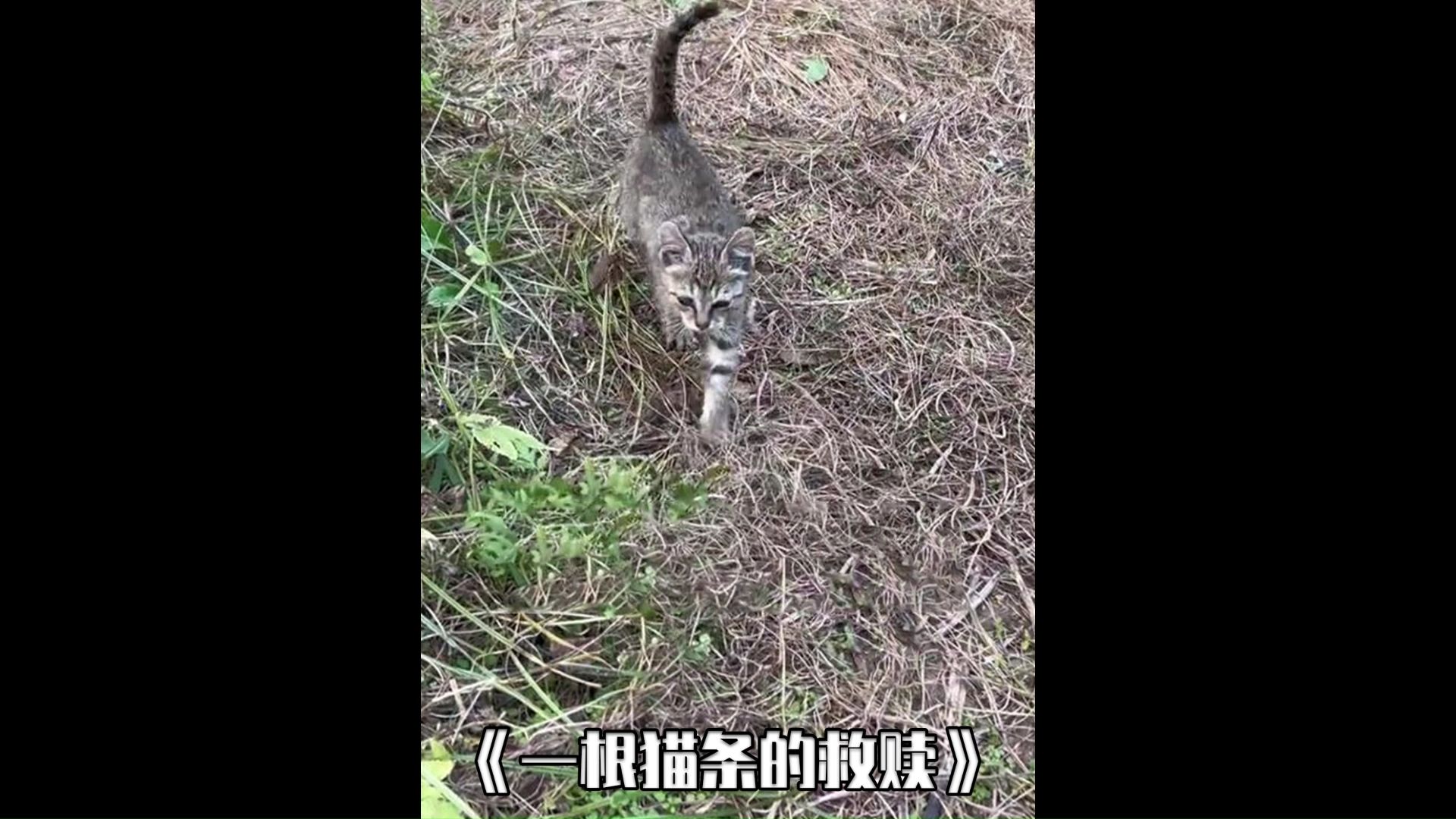 [图]小姐姐无意间喂了流浪小奶猫一个猫条，没想到奇妙的缘分开启了。