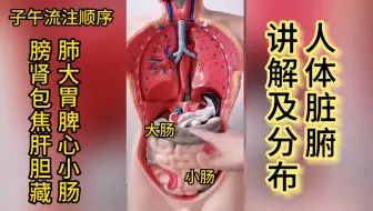 人体内脏展示讲解