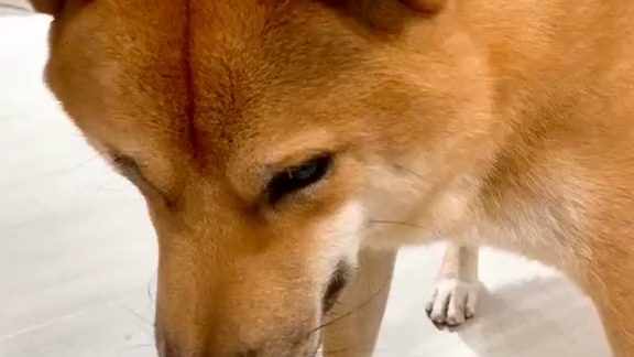 柴犬的夹腿伸手歪头,我看你还要再练练呢!