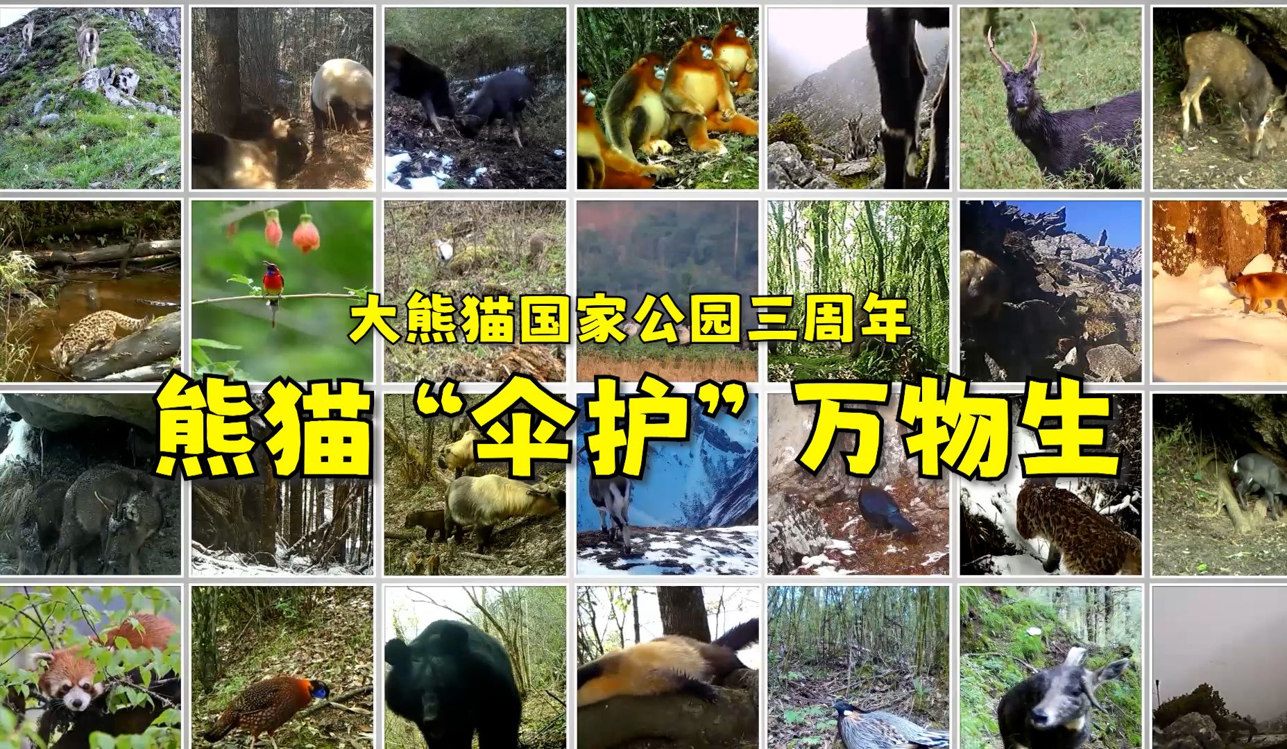 熊猫“伞护”万物生|大熊猫国家公园设立三周年哔哩哔哩bilibili