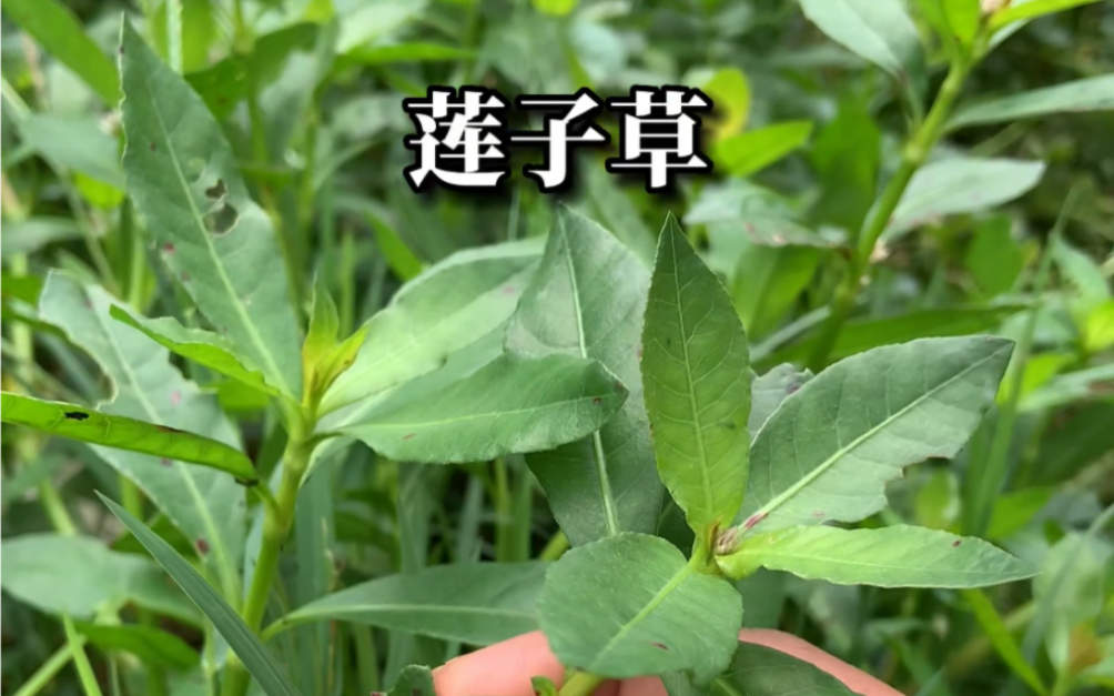 空心莲子草,用好都是宝!哔哩哔哩bilibili