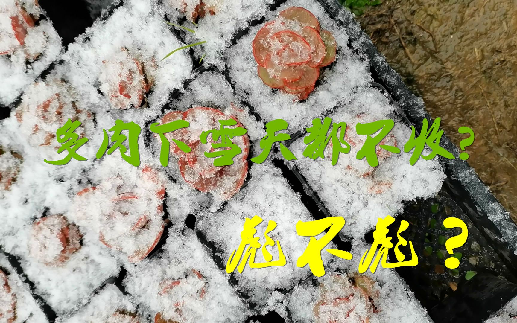 彪不彪?下雪天多肉都不收回来?还有心情做个小实验哔哩哔哩bilibili