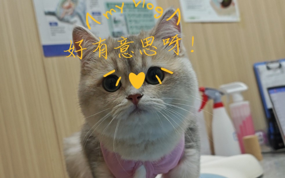 猫酱的好奇!