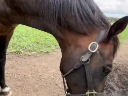 Скачать видео: 240802 和马蝇战斗的谷水琴蕾