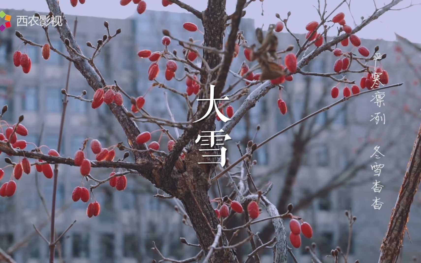 [图]【节气系列】大雪 | 关于西农的小麦