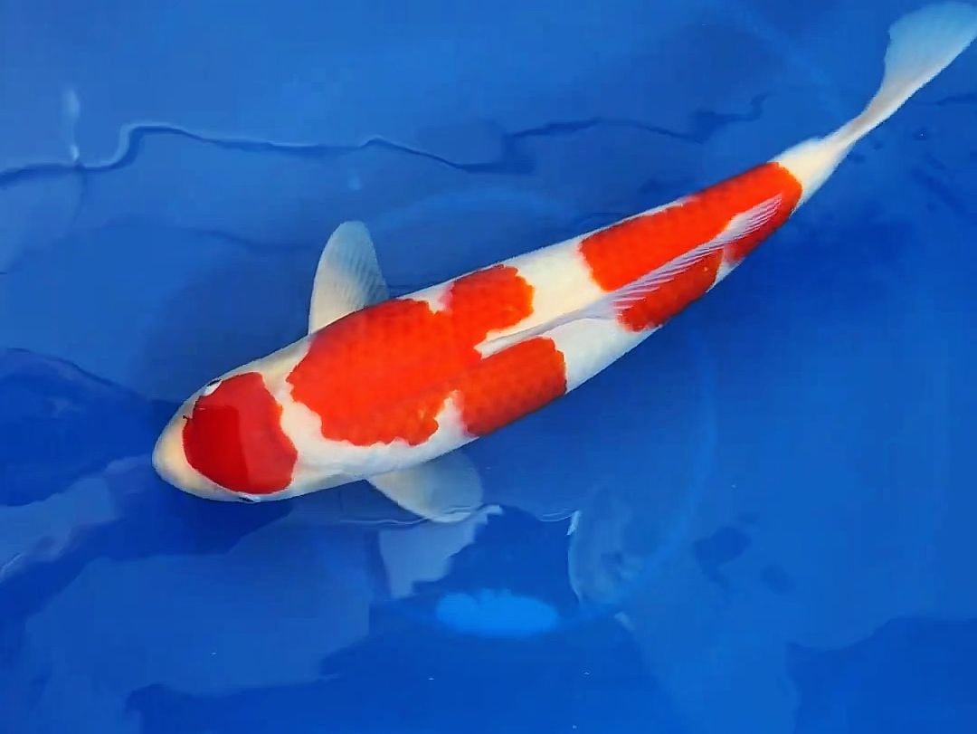 丸天三段红白锦鲤,大模样滴極上观赏鱼.