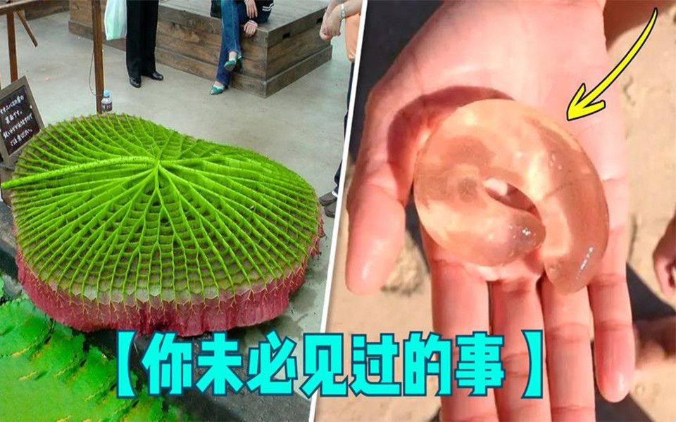 9个不常见的生物,大到可以站人的荷叶?能孵出蜗牛的“果冻”?哔哩哔哩bilibili