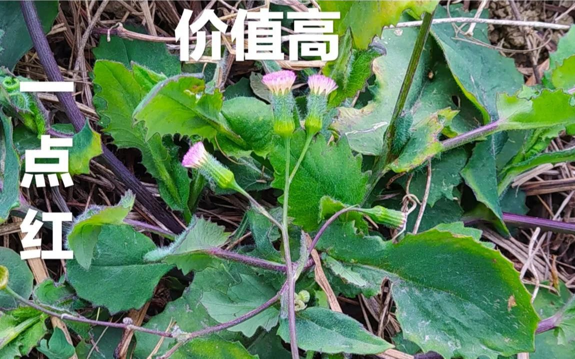 羊蹄菜的功效图片