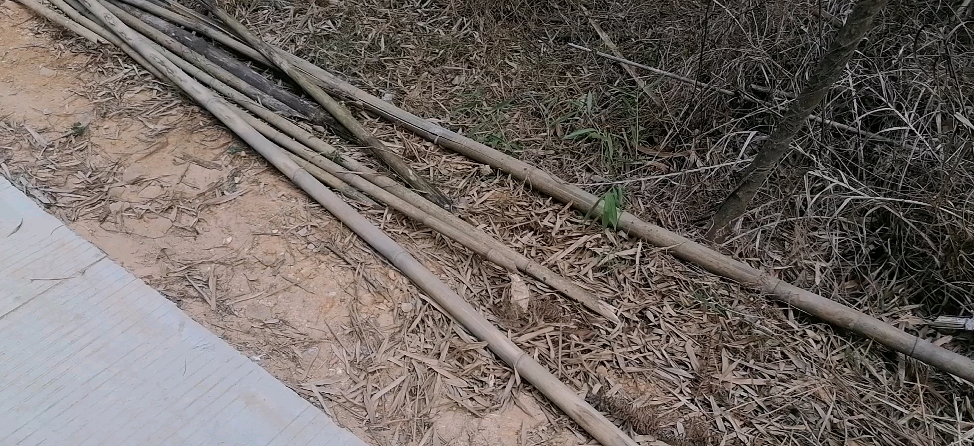 今天早上上班的时候砍的干竹柴,今天下午才把它砍段一段来用摩托车拉