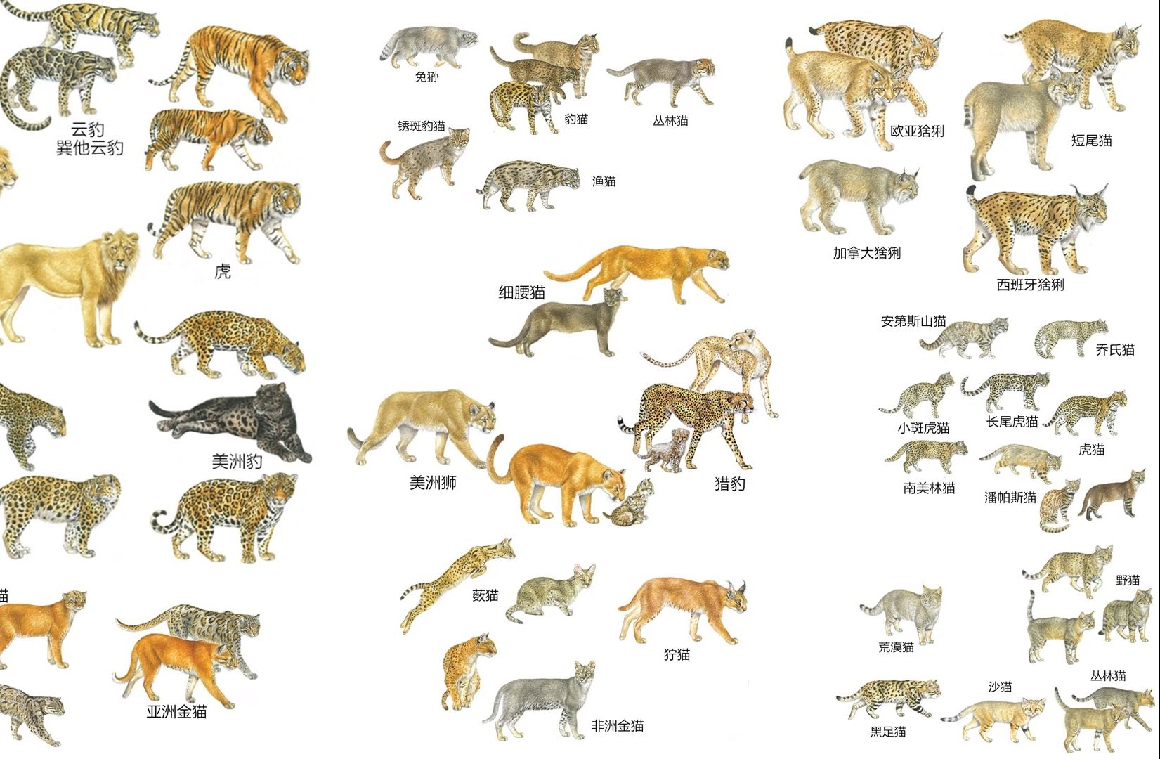 史前猫科动物体型排名图片