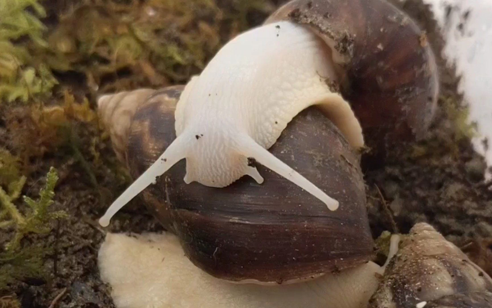 为什么非要趴在别蜗身上?【白玉蜗牛】