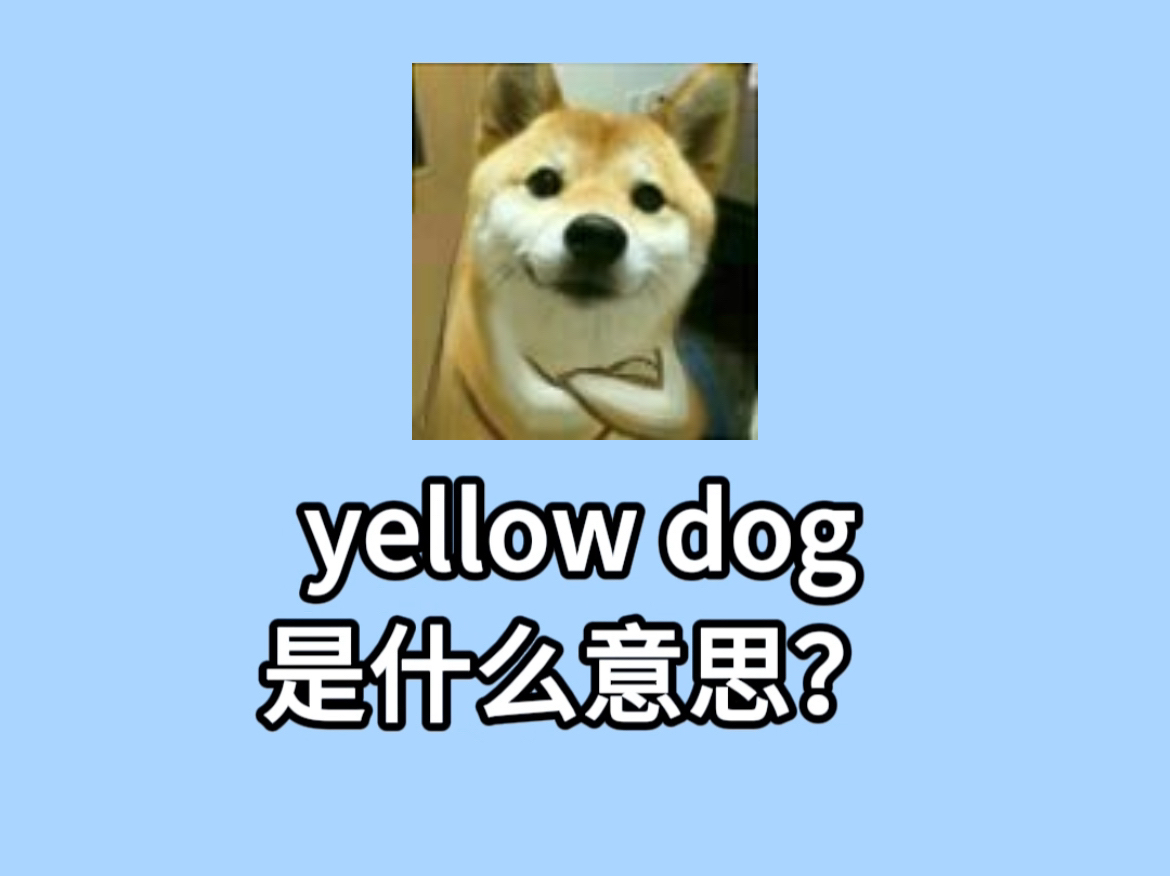 救命!不会还有人不知道yellow dog 是什么意思吧!这样学英语真的有被冒犯到!哔哩哔哩bilibili