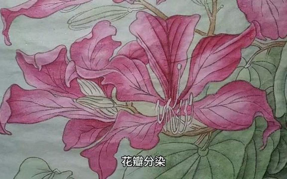 [图]工笔《紫荆花》茌瓣分染