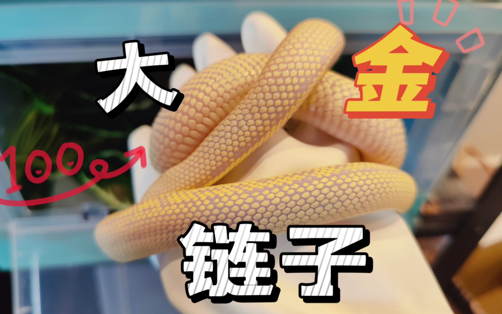 即使变成了咬人精我也一样爱你 | 加州王蛇白化香蕉