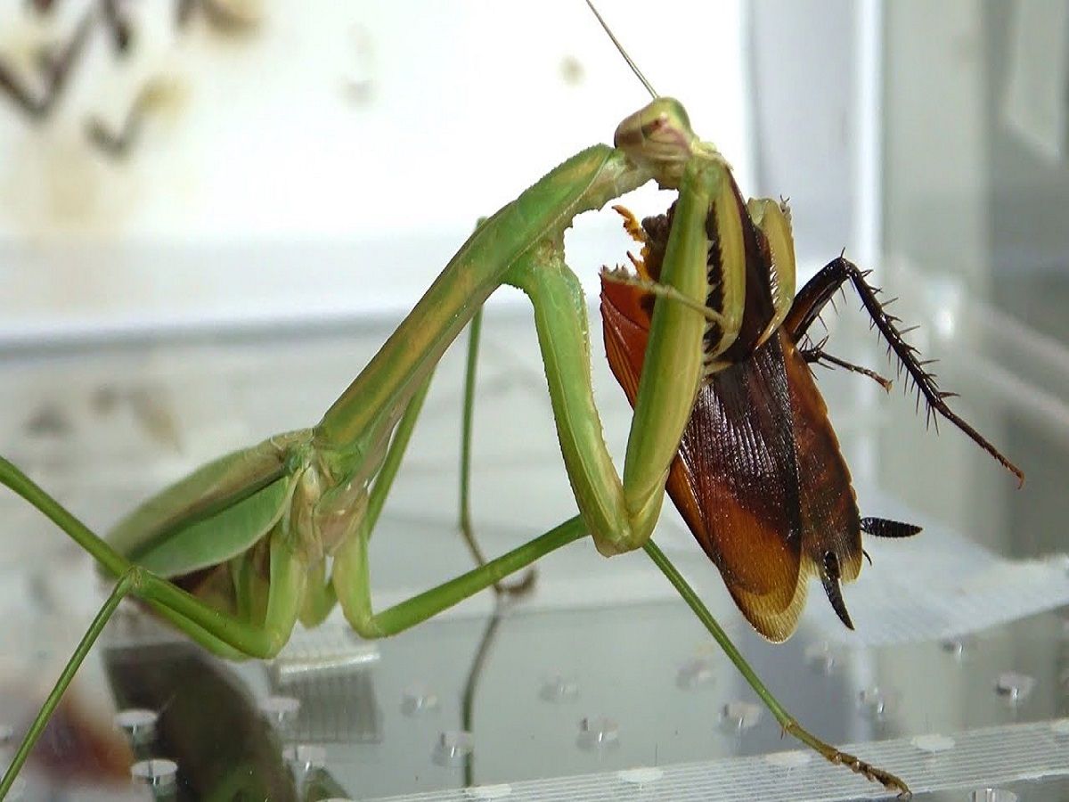 おーちゃんねる 家里进蟑螂了就用螳螂来制服