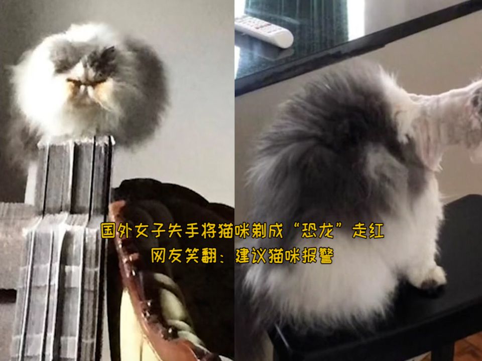 国外女子失手将猫咪剃成"恐龙"走红,网友笑翻:建议猫咪报警