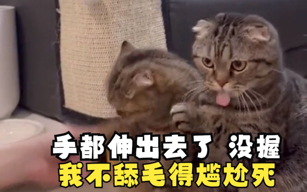 原来猫尴尬的时候真的会假装舔毛呀!!!哔哩哔哩bilibili