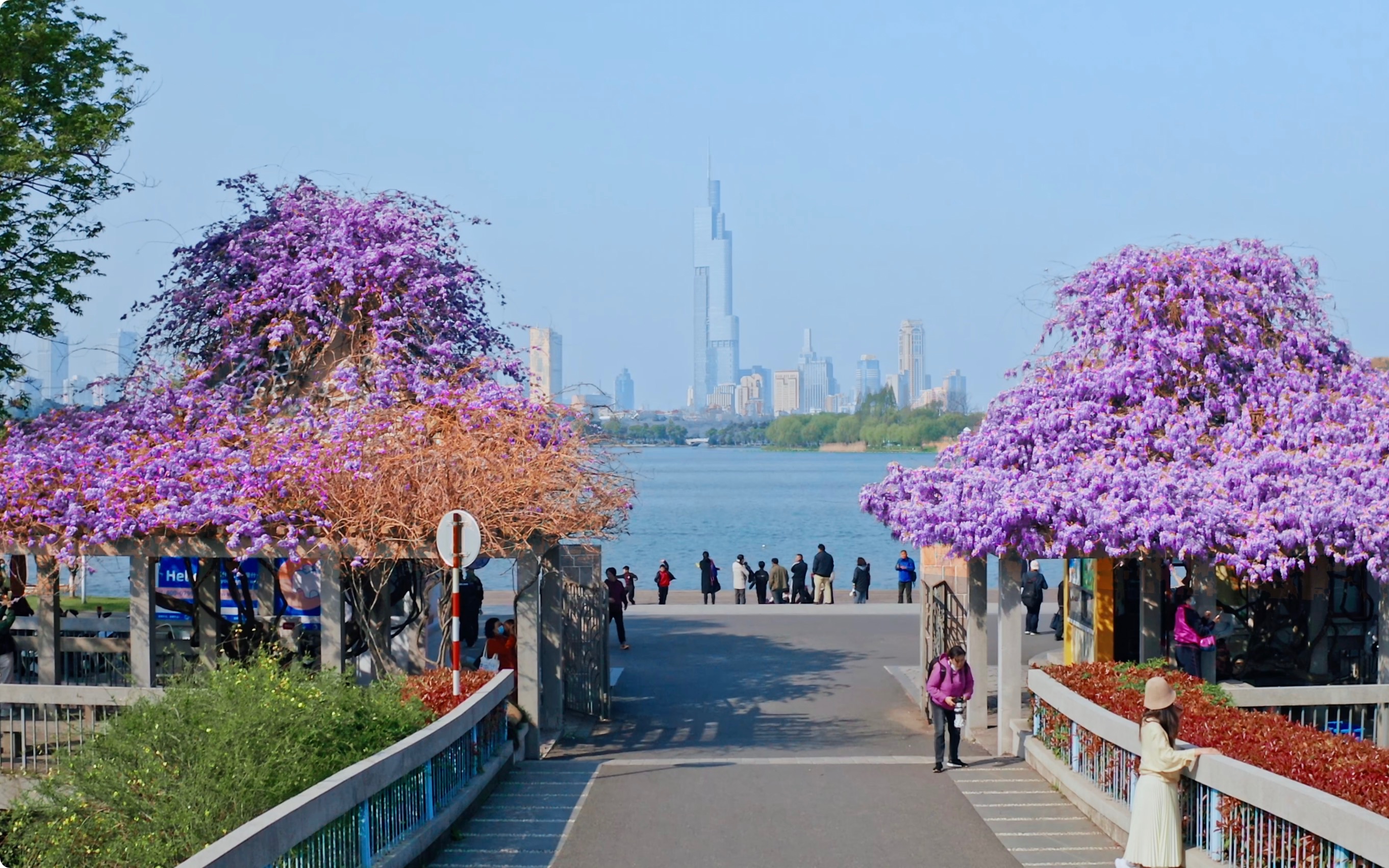 紫藤挂云木,花蔓宜阳春——玄武湖情侣园紫藤花开