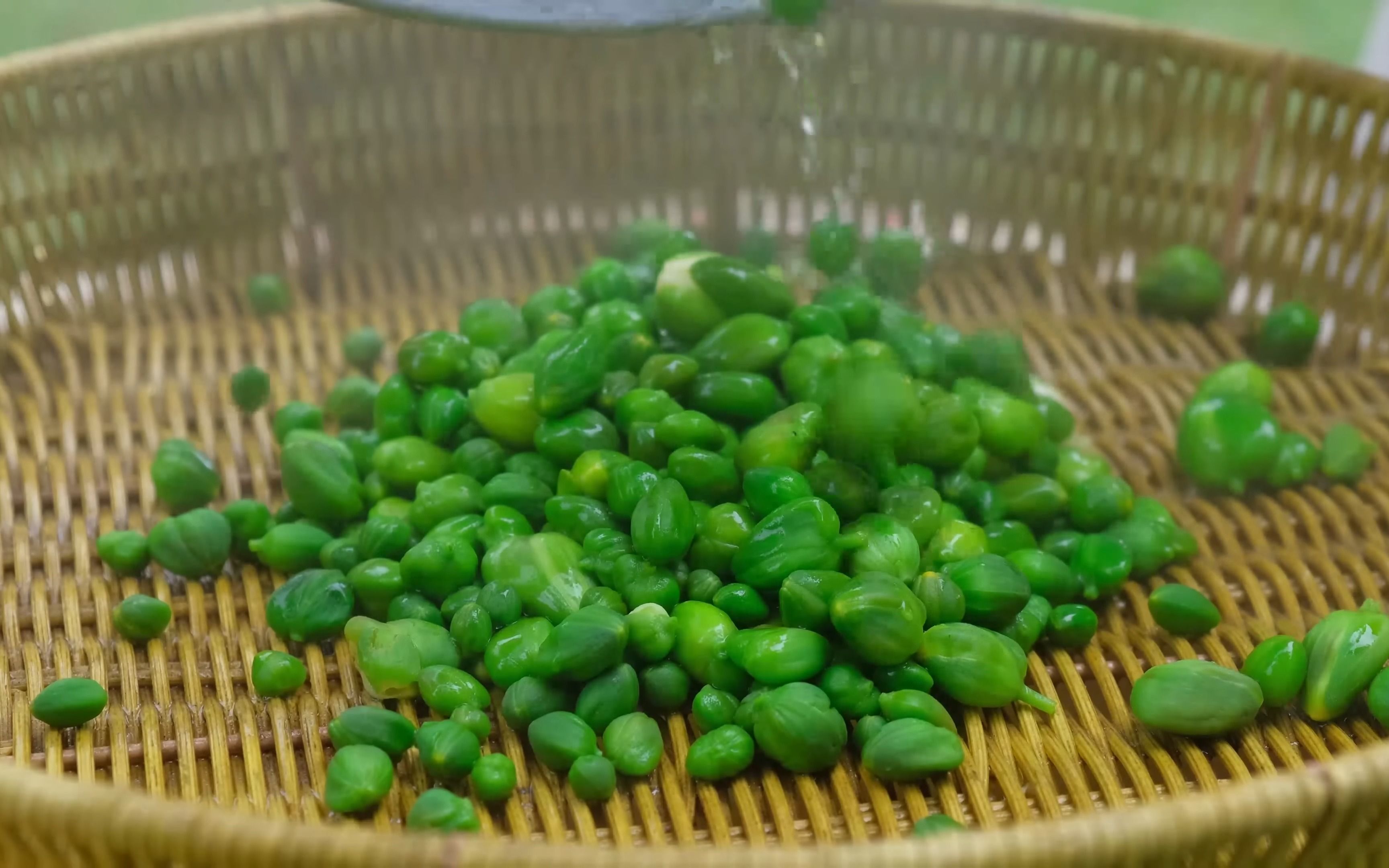 【阿塞拜疆乡村系列】野山柑 - 这种植物只能在清晨收获!