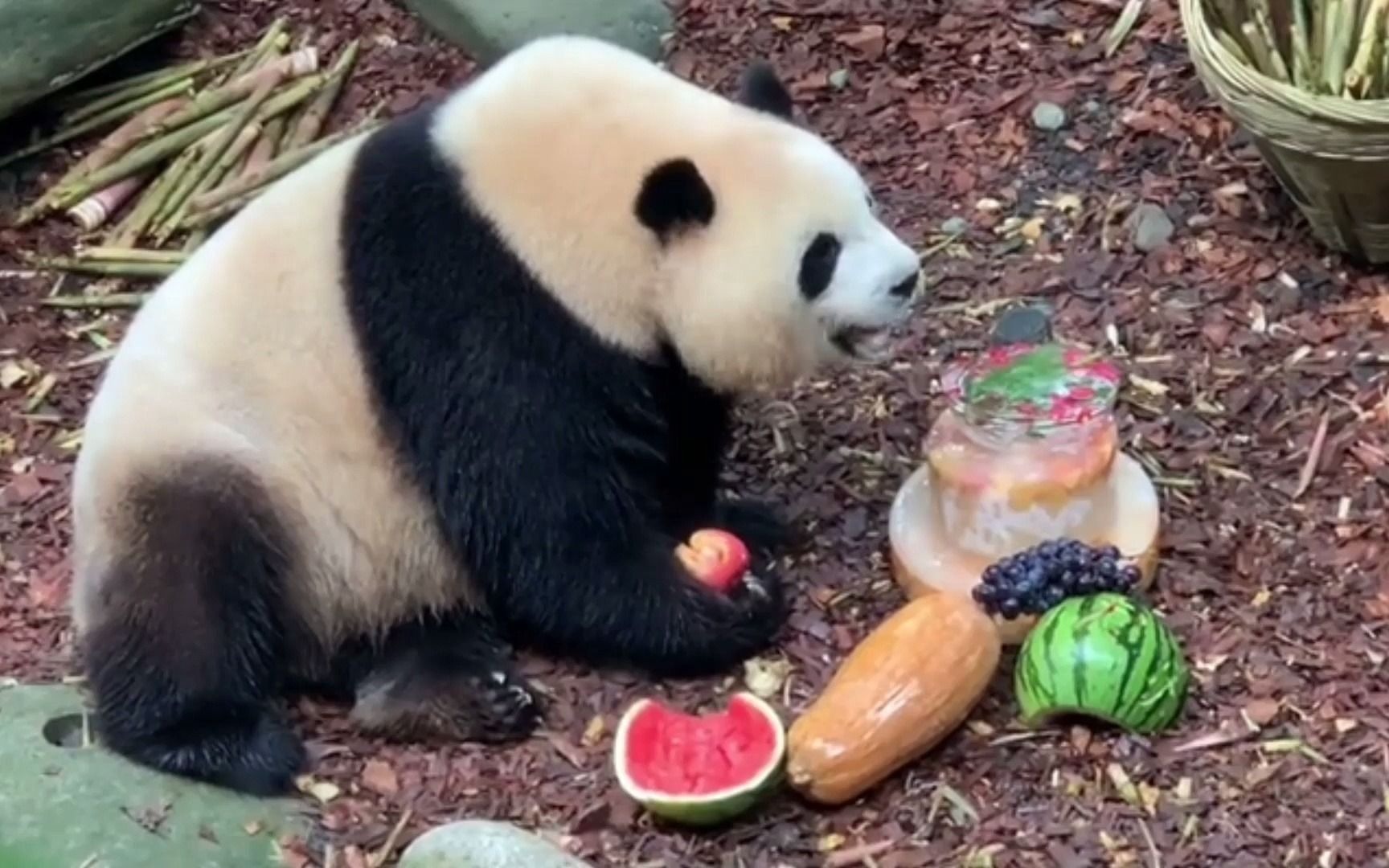 【大熊猫】梅兰肉肉 生日快乐