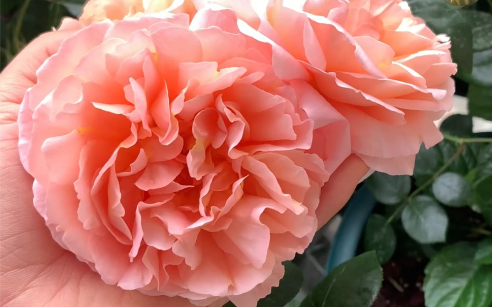 人间天堂 月季 阳台表现