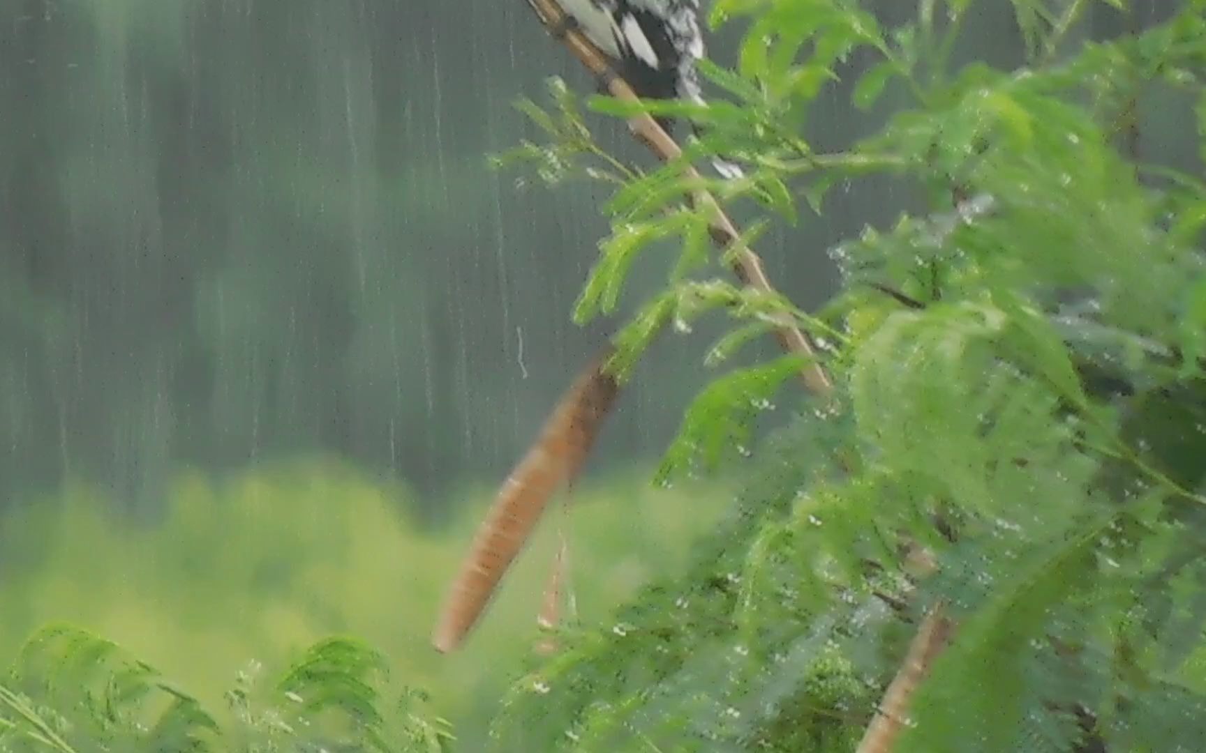 [图]斑鱼狗，雨打在伞上的声音，作为一个观鸟人真不容易