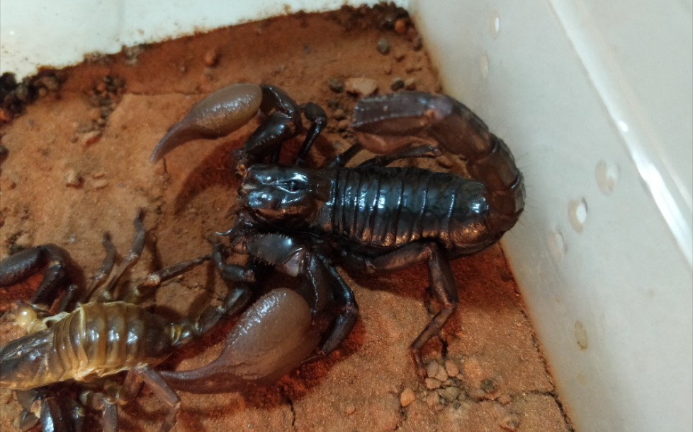 下地了几个月的雨林蝎竟然没怎么长