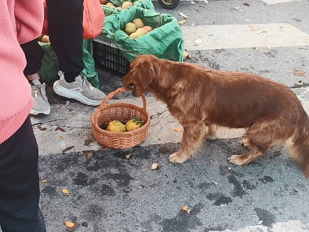 楚雄最有意思的集市——东瓜街,如果你想了解一个地方,不妨去当地的集市转转#集市 #楚雄 #楚雄美食哔哩哔哩bilibili