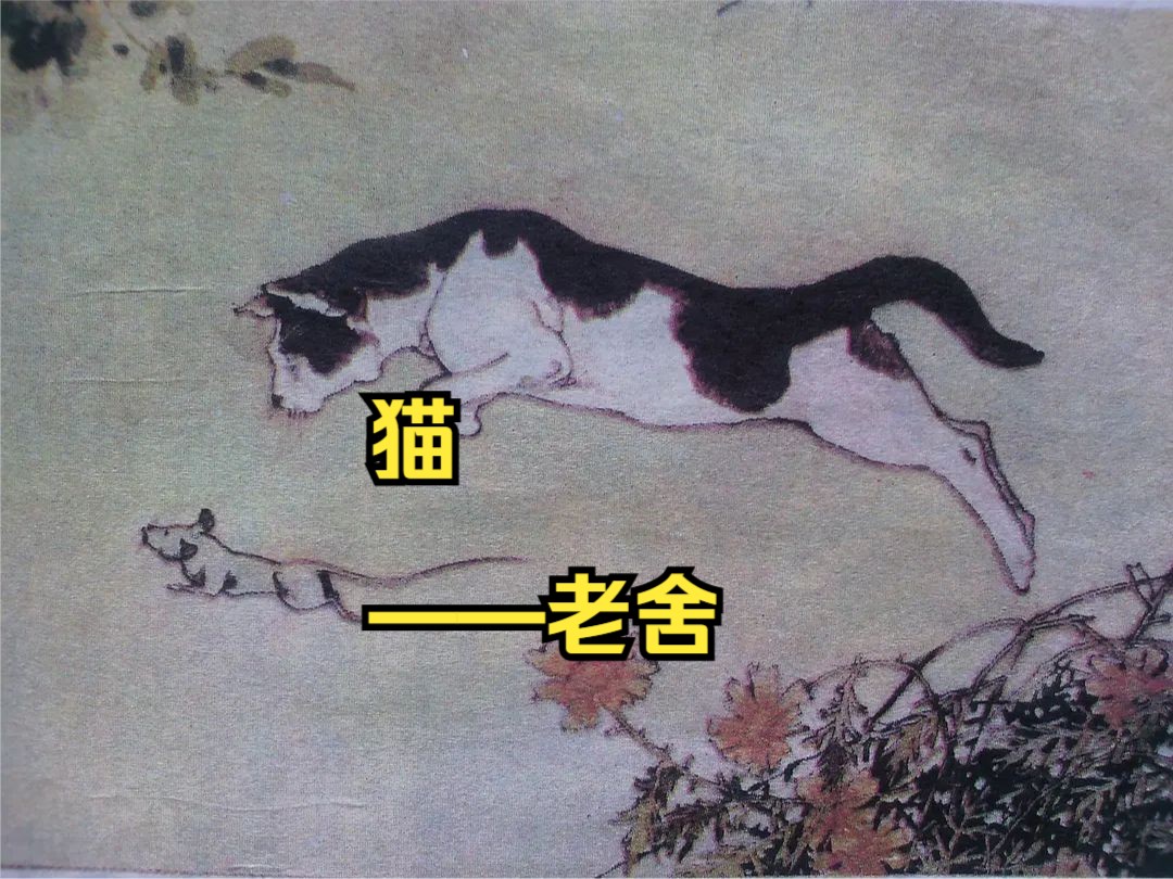 你还记得那些年,我们一起读过的经典课文吗——《猫》